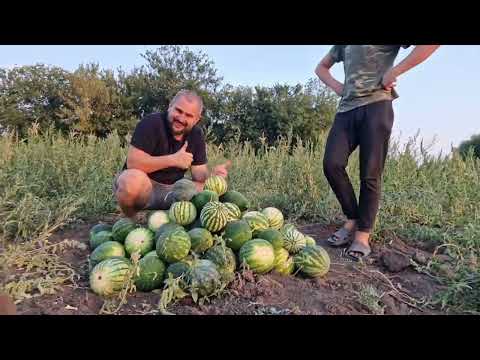 Видео: какой урожай картошки и арбузов? я в шоке с такой картошки