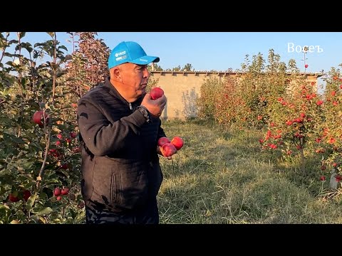 Видео: Себ, афлесун, мавиз. Парваришаш дар Восеъ