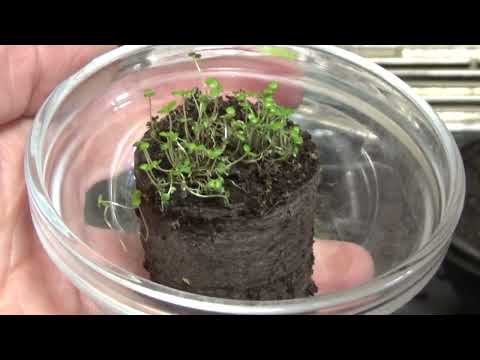 Видео: Перевалка и пикировка летников