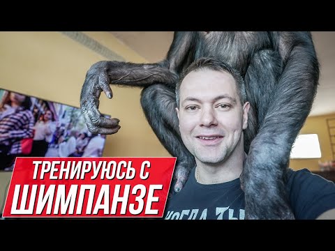 Видео: ТРЕНИРОВКА с ШИМПАНЗЕ! Это НАДО ВИДЕТЬ! Крутейшие кадры общения человека и обезьяны