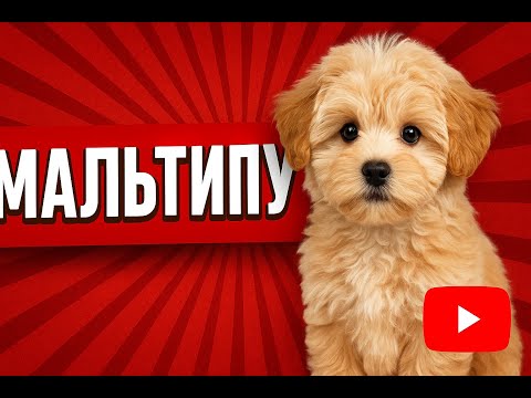 Видео: Щенок Мальтипу ❤️: характер, уход и особенности породы 🐾