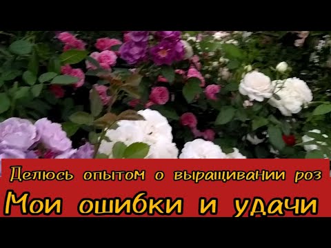 Видео: Заглублять или нет, корневую шейку у розы?Посадка роз по новому ,на горочке