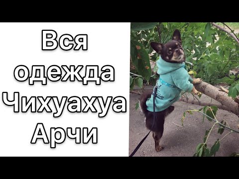 Видео: Вся одежда Чихуахуа Арчи. Примерка и рекомендации