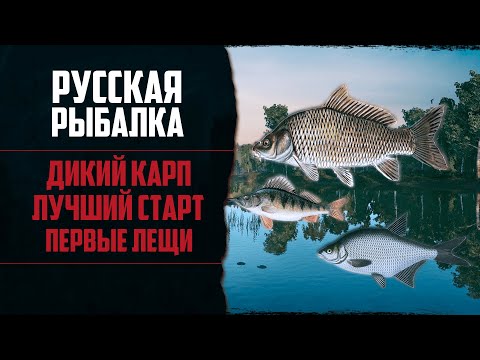 Видео: Новый Путь в РР4 #1 🔴 Лучший Старт | Карпы Ломают Снасти | Первый Заказ На Леща