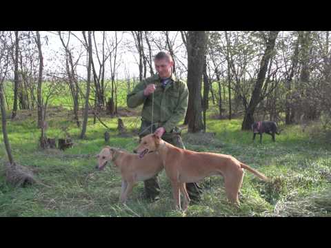 Видео: Охотничьи истории. Сезон 3. Охота на зайца с борзыми