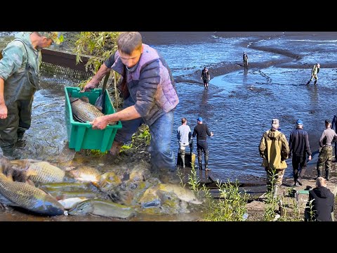 Видео: БУДНИ РЫБХОЗА! СПУСКАЕМ ПРУД И ЗАРЫБЛЯЕМ 400КГ в НОВЫЙ! ВЕСЛОНОСЫ, ЩУКИ и МНОГО КРУПНОЙ РЫБЫ!