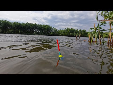 Видео: РЫБАЛКА на карася 16 июня на пруду.