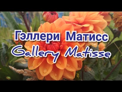 Видео: Георгина Гэллери Матисс/ Dahlia Gallery Matisse
