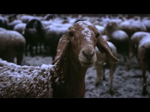 Видео: Жылан жылы қыс қандай болады?