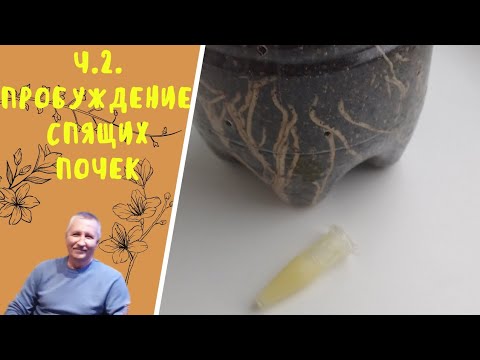 Видео: ч. 2. Пробуждение спящих почек.