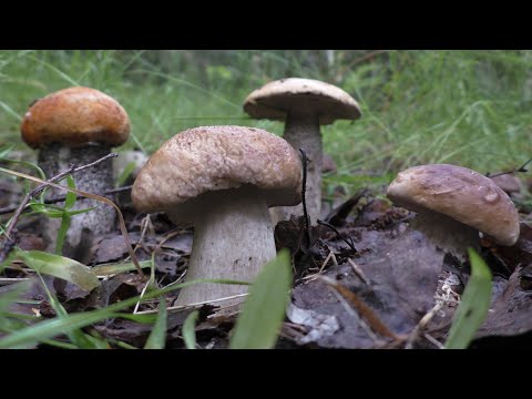 Видео: КОМУ РАССКАЖИ НЕ ПОВЕРЯТ! Это лучший поход по грибы! ИЮЛЬ2025