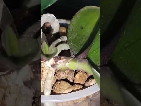 Видео: детка или цветонос на орхидеи, как отличить корень от цветоноса и детки #орхидеи #цветоносорхидеи