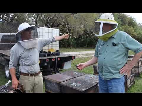 Видео: Виробництво маток з Крісом Вернером.Флоридські бджоляри.Частина 3