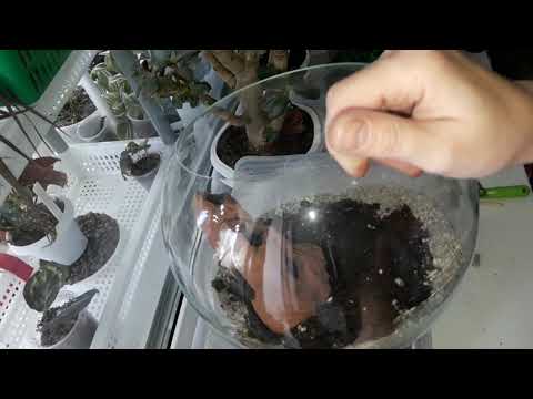 Видео: КОМНАТНЫЕ ЦВЕТЫ.ДЕЛАЮ ФЛОРАРИУМ.