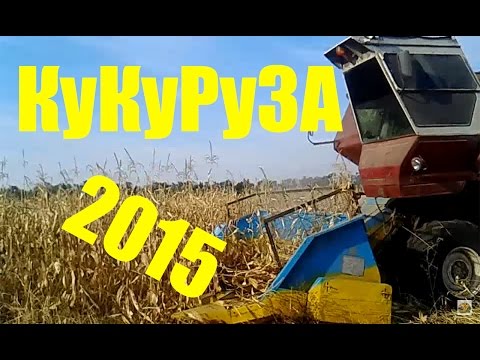Видео: Уборка кукурузы 2015 Нива СК-5 и Газ 3307 /Mowing of corn 2015 the NIVA  СК- 5 and GAZ 3307
