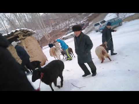 Видео: Могиён Бозори Мол #1 #подписаться#кунид