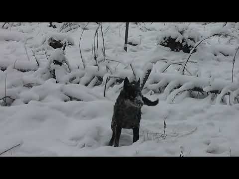 Видео: Проверка капканов на куницу. Куницы проходят рядом.