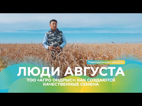 Видео: Как создаются качественные семена: ТОО «Агро Ондрыс» | Люди Августа