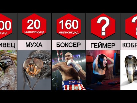 Видео: Сравнение: Скорость Реакции Животных и Людей