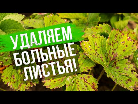 Видео: Уход за клубникой после сбора урожая. Уход за земляникой после плодоношения в августе