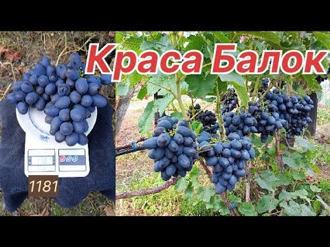 Видео: Краса Балок. Хрумкий смаколик.