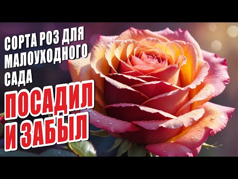 Видео: РОЗЫ ИЗ СЕРИИ "ПОСАДИЛ И ЗАБЫЛ". БЕСПРОБЛЕМНЫЙ САД. СОРТА РОЗ ДЛЯ НОВИЧКОВ.