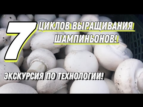 Видео: Как вырастить шампиньоны на компосте фазы 2. Все этапы выращивания в одном видео.