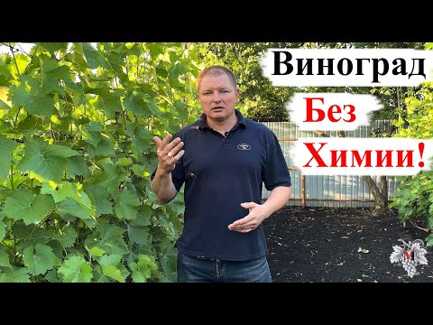 Видео: Виноград БЕЗ ХИМИИ! Возможно или нет?