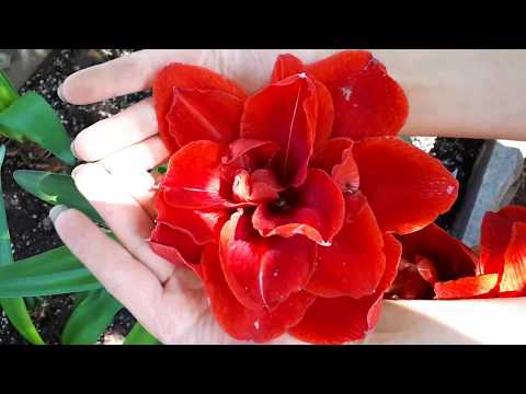 Видео: Амариллисы в огороде часть 2 . Amaryllis Hippeastrum flowers for up to two weeks.