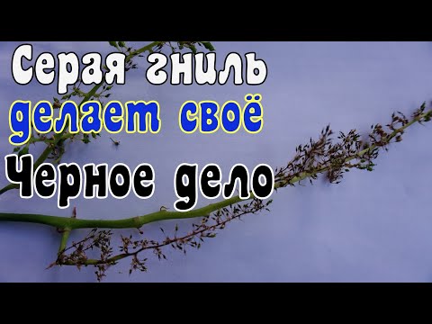 Видео: Виноград в теплице после цветения. + 40 ºC . Жара !