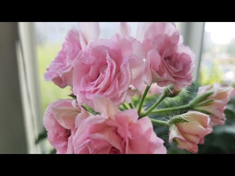 Видео: Пеларгония в ноябре. Как будет зимовать? Уход за пеларгонией в зимнее время. Купила новые черенки!