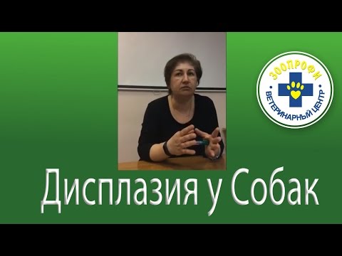 Видео: Дисплазия Тазобедренных и Локтевых Суставов у Собак