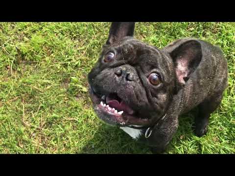 Видео: Французский бульдог боится плавать. Француз Олег