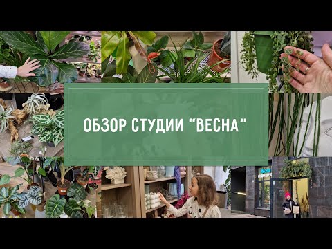 Видео: Студия "ВЕСНА": ОБЗОР растений, кашпо, горшков, аксессуаров. ПОКУПКИ:)