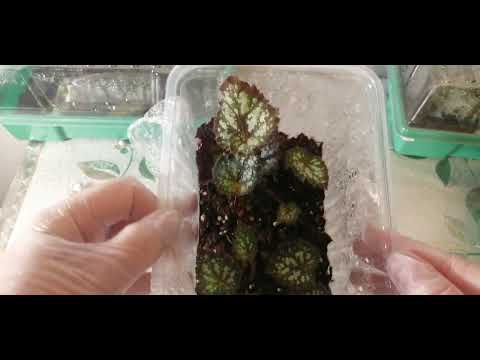 Видео: Экскурсия по тепличкам 🔥🌸 Октябрь 2025 года