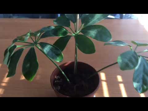 Видео: Шефлера 11.06.19.