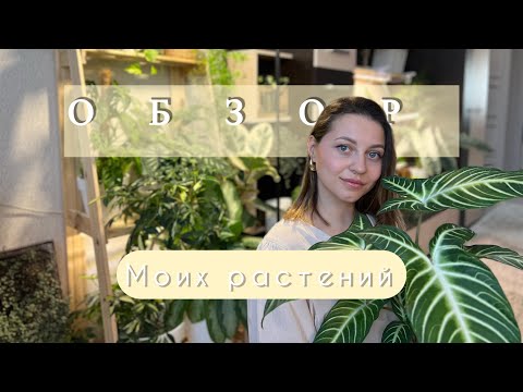 Видео: ОБЗОР МОИХ РАСТЕНИЙ