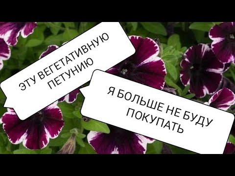 Видео: КАКУЮ ПЕТУНИЮ Я БОЛЬШЕ НЕ БУДУ ПОКУПАТЬ 😀😘