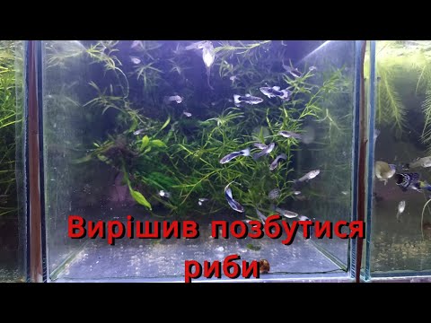 Видео: Вирішив позбутися риби 4К #aquarium #aquarium4k #4k #fishtank #аквахобі