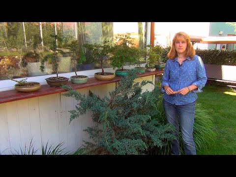 Видео: Обрезка можжевельника (ч.2).