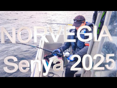 Видео: Норвегия ! Пятый день рыбалке ! День Морского Налима !