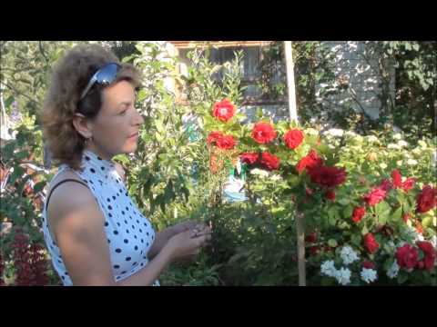 Видео: Вредитель роз - розанный пилильщик. Сайт sadovymir.ru