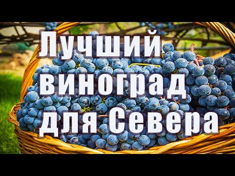 Видео: Лучший сорт винограда для выращивание на Севере в открытом грунте