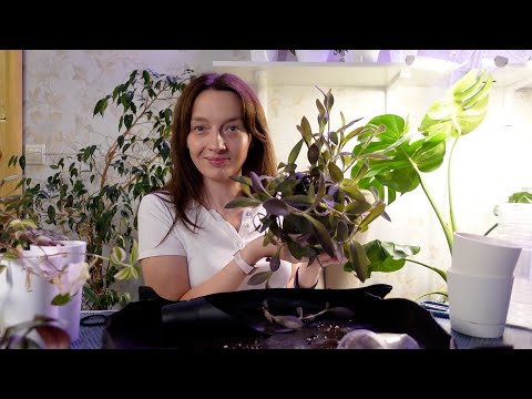 Видео: Будни цветовода. Подсадка черенков и пересадка Традесканций. Посадка семян Гастерии и Фаукарии