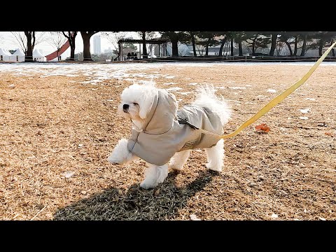 Видео: Щенок, который энергично гуляет даже на холодную волну?