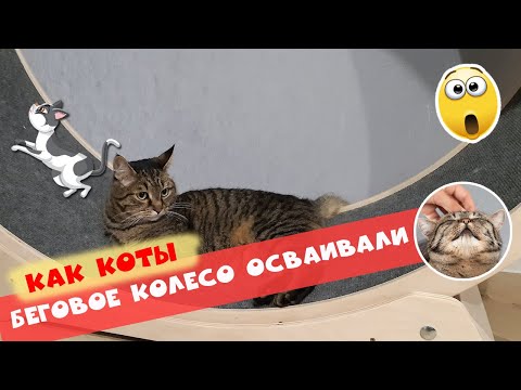 Видео: Собираем беговое колесо для котов🎡🐈