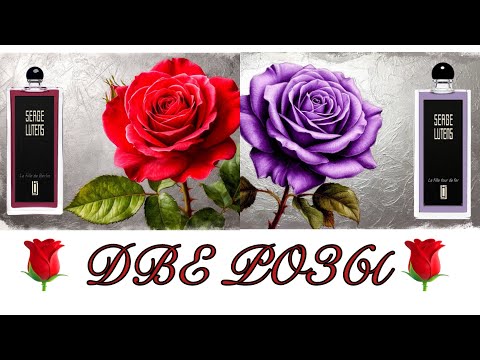 Видео: Две розы от Лютанса и Шелдрейка. Сравниваем и восхищаемся!
