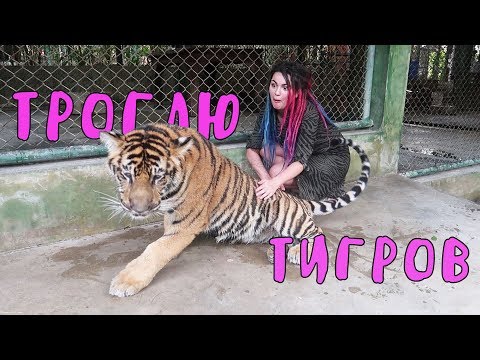 Видео: Я ПОТЕРЯЛАСЬ В ТАЙЛАНДЕ И ВСТРЕТИЛА ТИГРА | ВИКА КАРТЕР | ВЛОГ