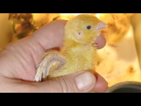 Видео: Перепелята  в квартире опять в прямом эфире! 🤯🐥🐣