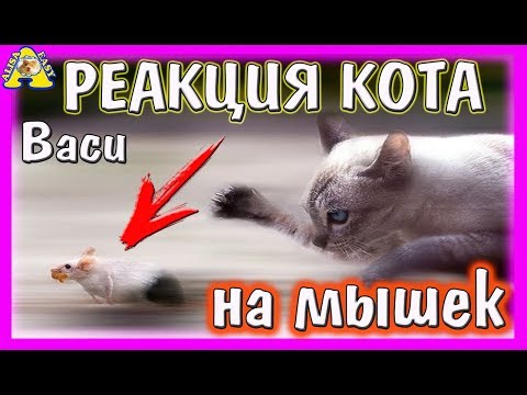 Видео: Реакция КОТА Васи на Японских МЫШЕК / ИНСТИНКТ ХИЩНИКА / КОШКИ - МЫШКИ / Alisa Easy